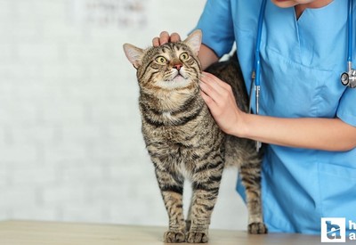 Bel-Pa Ankara daimi veteriner teknikeri alımı yapacak