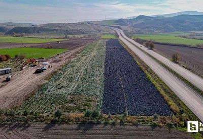 Beypazarı'nda mor lahana hasadında tarladaki son ürünler toplanıyor