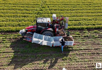 Ankara'nın havuç deposu Beypazarı'nda hummalı kışlık hasat mesaisi başladı!