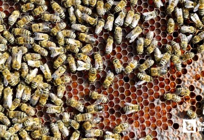 Kahramankazan Belediyesi'nden Arıcılık Paneli