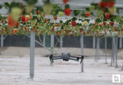 Yapay zeka destekli topraksız serada üretilen çilekler ihraç edilmeye başlandı