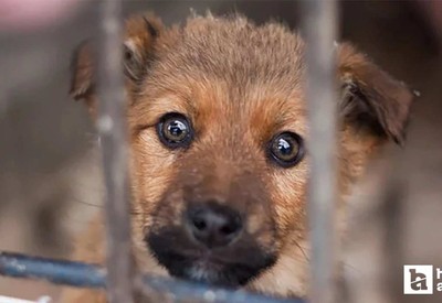 Ankara Büyükşehir Belediyesi'nden köpek itlaf iddiasına ilişkin yeni açıklama