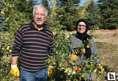 Çubuk'ta emekli öğretmen hünnap üretimini yaygınlaştırmaya çalışıyor