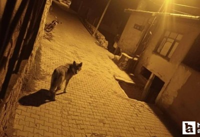 Aç kalan kurtlar Beypazarı'nda şehre indi!