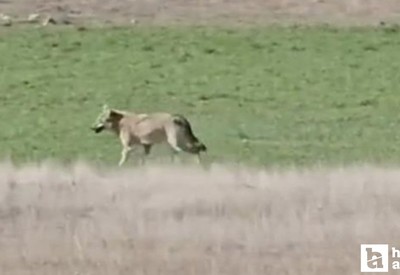 Beypazarı'nda yiyecek arayan kurtlar, havuç tarlasında görüldü!