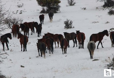 Beypazarı'na yaylalarda dolaşan yılkı atları görüntülendi