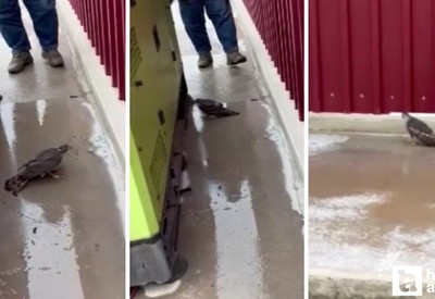 Beypazarı'nda kanadı kırık atmaca yetkililer tarafından tedavi altına alındı