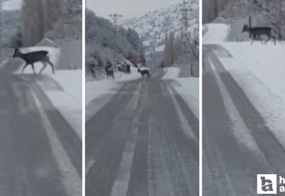 Akyurt'ta kar yağışı sonrasında karacalar kameralara yansıdı