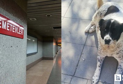 EGO'dan Matmazel isimli köpeğe darp iddiası hakkında yeni açıklama