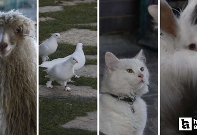 Pursaklar Belediyesinin Endemik Vadisi Ankara'nın 4 beyazını ziyaretçilerle buluşturuyor