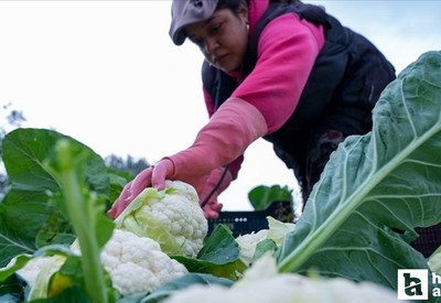 Çiftçilerin hesaplarına 226 milyon TL'den fazla destekleme ödemesi yatırılacak!