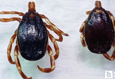 Hava sıcaklıkları arttı, kene kabusu geri döndü: Uyarı geldi!