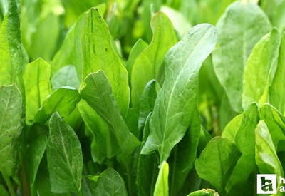 2 kuzu kulağı akımı, esprisi nedir? Beyefendi burası Zara