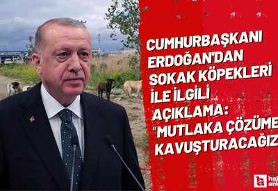 Cumhurbaşkanı Erdoğan'dan sokak köpekleri ile ilgili açıklama!