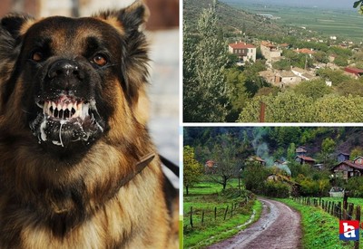 Tarım ve Orman Bakanlığınca kuduzla mücadelede yeni yöntem! 29 ilde yapılacak