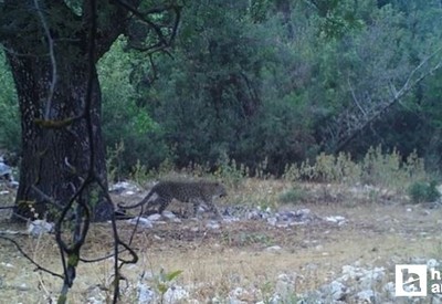 Bakan Yumaklı açıkladı! Anadolu Parsı aylar sonra fotokapana poz verdi