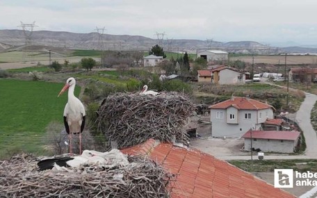 Baharın müjdeleyicisi leylek ve flamingolar Sarıyar Barajı'ndaki evlerine ulaştı
