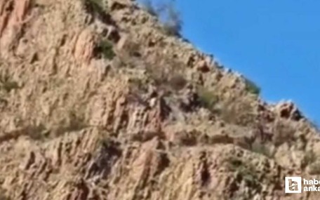 Beypazarı'nda koyunlarını otlatan çoban domuz sürüsüyle karşılaştı
