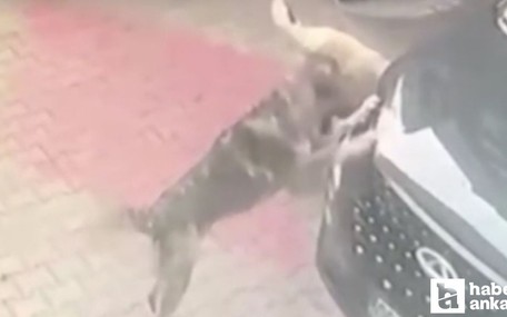 Ankara'da sahipsiz köpekler otomobile saldırdı!