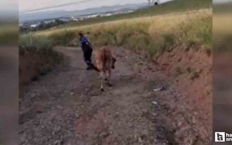 Akyurt'ta kaçan kurbanlıklar tek tek yakalandı