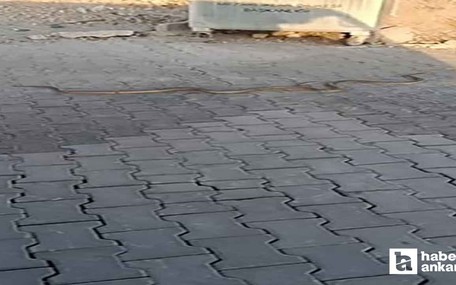 Yenimahalle Karşıyaka Mezarlığı'nda gezen yılanlar kamerada!