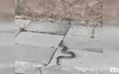 Beypazarı'nda sokak ortasında görülen yılan tedirgin etti