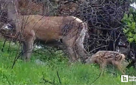 Beypazarı'nda çobanların bulduğu yavru geyik annesine kavuşturuldu