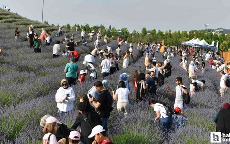 ABB'den Başkentlilere Lavanta Hasat Şenliği etkinliği!