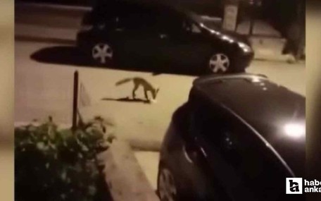 Sincan'da aç kalan tilki mahalleye indi