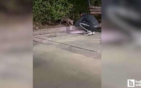 Etimesgut'ta parkta yiyecek arayan tilki görüntülendi