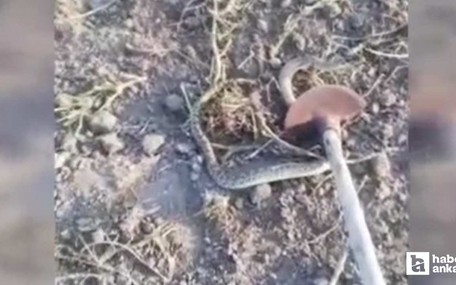 Beypazarı'nda tarlasında gördüğü yılanı doğal yaşam alanına bıraktı