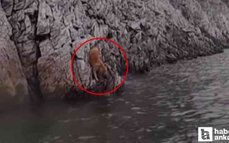 Ankara'da bir içerik üreticisi barajda mahsur kalan köpeği yiyecek vererek kurtardı!