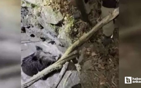 Kızılcahamam'da kuyuya düşen domuzu vatandaşlar kurtardı