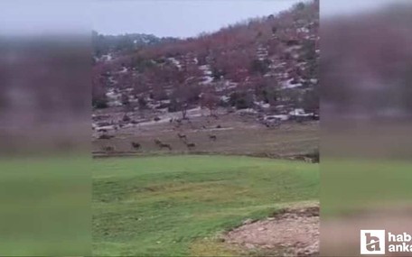 Beypazarı'nda aç kalan yaban geyiği sürüsü yola indi