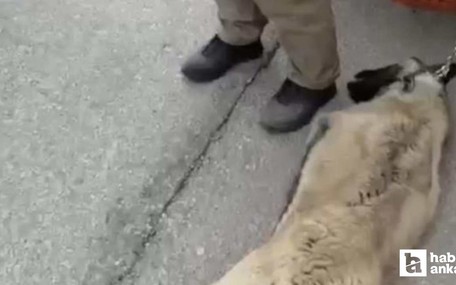 Yenimahalle'de kamyonetin arkasına köpeği bağlayıp sürükleyen sürücü gözaltına alındı