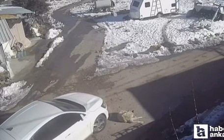 Yenimahalle'de seyir halindeki araç yolda yatan köpeği ezdi!