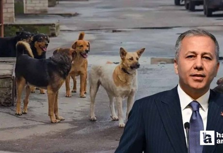 Bakan Yerlikaya açıkladı: Sokak hayvanları için 2 ayda bir belediyeler denetlenecek!