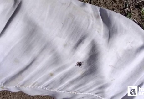 Yozgat'ta kene alarmı: Uzman isim uyardı