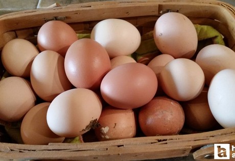 Yumurta hızlı bir şekilde düşmeye başladı: İşte sebebi