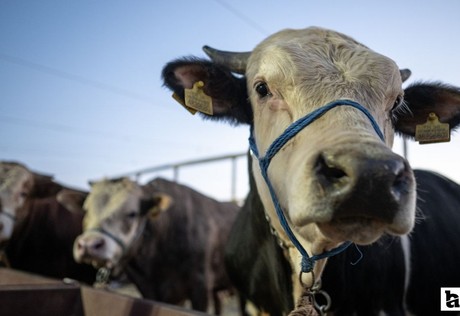 Suluova Besi OTB’de 1500 kişiye istihdam sağlanacak