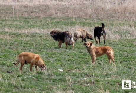 Vali Şahin Ankara'da kaç başıboş sokak hayvanı toplandığını açıkladı