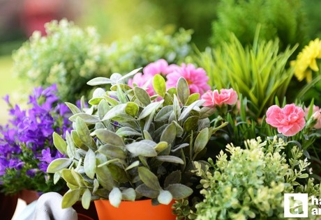 Öğretmenler Günü için Ankara'ya 35 tır çiçek getirildi: En ucuz buket 700 TL!