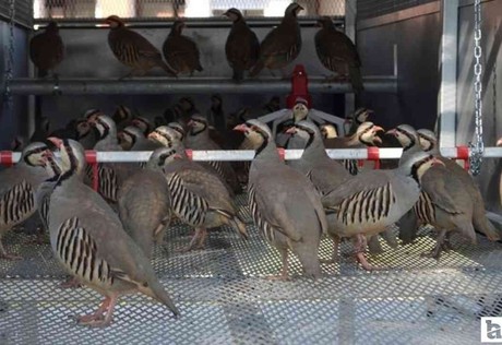 Bakanlık duyurdu: Keneyle mücadele için doğaya salınacaklar!