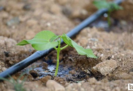 ABB, yüzde 50 hibeli damla sulama borusu dağıtacak
