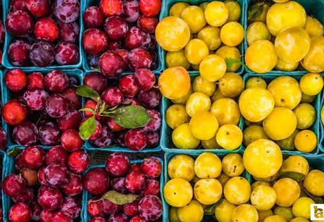 Sincan Belediyesi Üretici Köylü Pazarları haftanın 5 günü kuruluyor