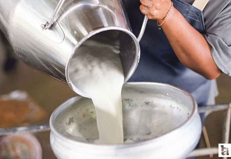 TÜİK açıkladı: Ticari süt işletmelerince 944 bin 926 ton inek sütü toplandı