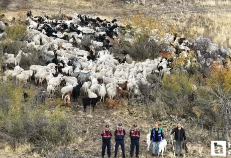 Beypazarı'nda kayıp 544 adet küçükbaş hayvan dron ile bulundu