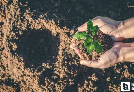 Tüm okullarda Atatürk'ü Anma Günü ile Milli Ağaçlandırma Günü'nde fidan dikimi yapılacak