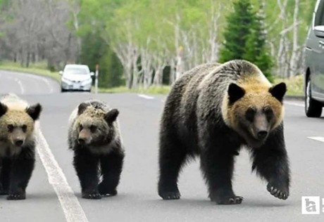 Japonya'da hükümet ayı saldırıları için yerel yönetimlere ek bütçe verecek