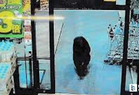 Japonya'da AVM'ye giren ayı operasyonla öldürüldü
